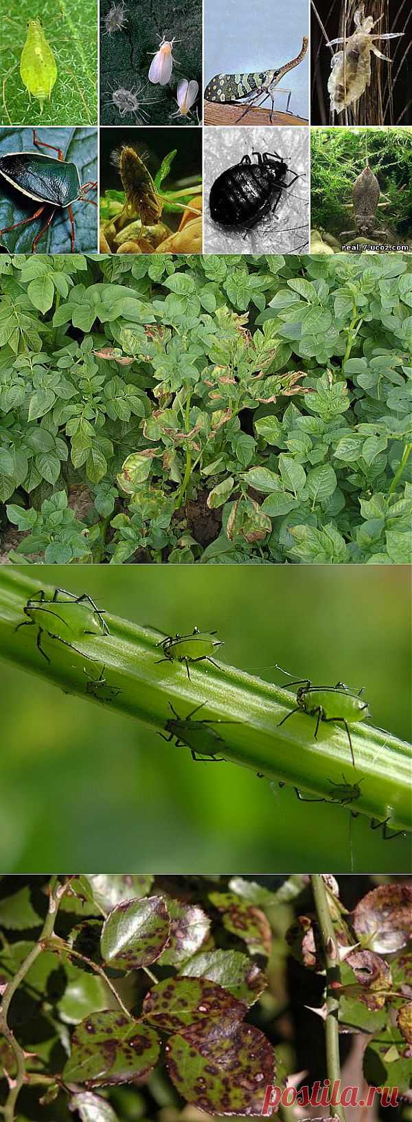 Как бороться с вредителями и болезнями растений без химии.