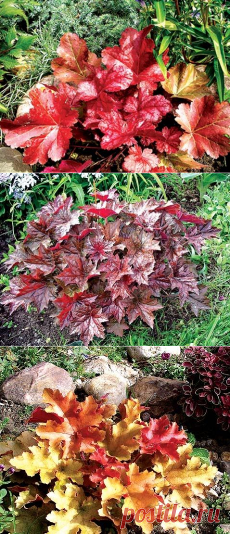 Гейхера - посадка, выращивание и уход, фото гейхеры