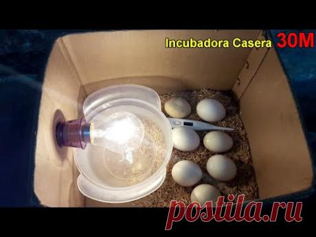 Incubadora Casera para huevos de gallina || Nacimiento de los pollos en la Incubadora casera