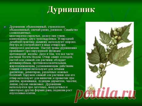 Дурнишник