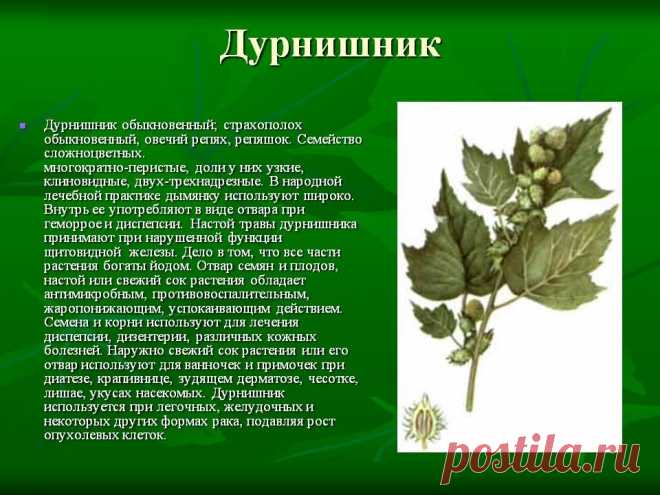 Дурнишник
