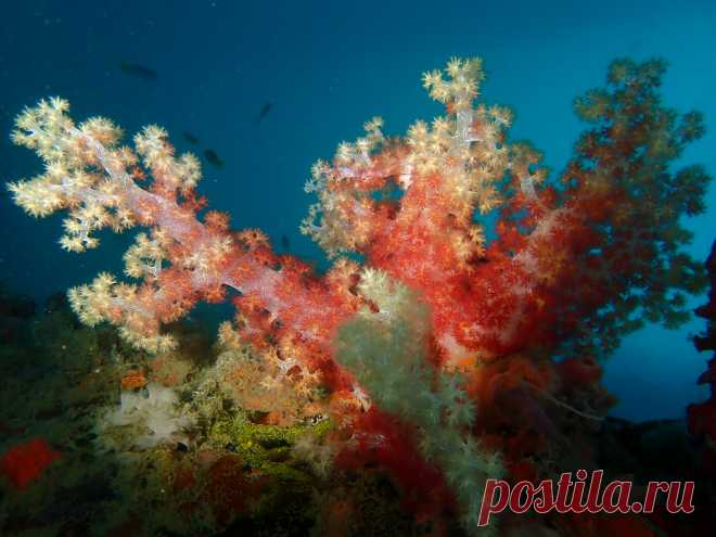 P7102445 Weichkoralle, Prince John Dive Resort, ( Donggala, Zentral-Sulawesi, Indonesien )
