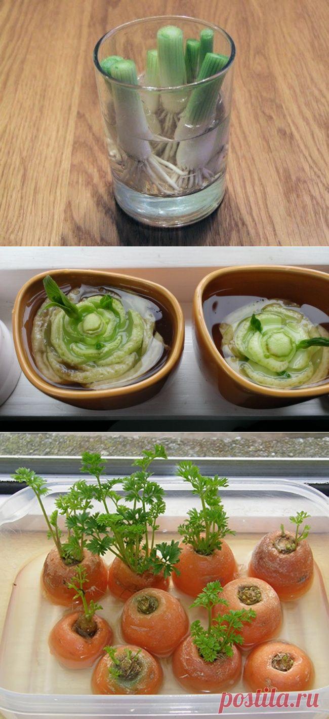 8 овощей, которые можно купить один раз, а потом выращивать всегда