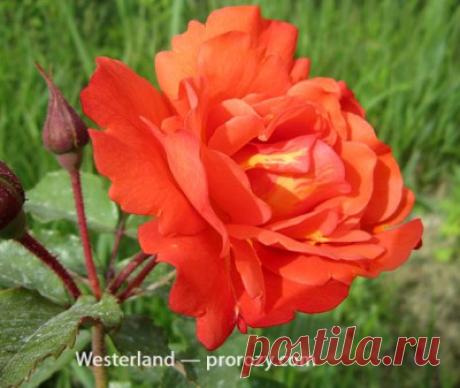 Westerland - описание розы, фото, отзывы | prorozy.com