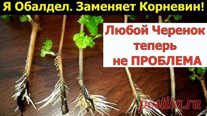 Я ОБАЛДЕЛ. ГЕНИАЛЬНО И ПРОСТО СПОСОБ УКОРЕНЕНИЯ черенков! 100% рабочее средство!