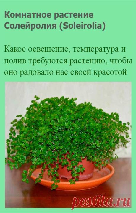 Комнатное растение Солейролия (Soleirolia). Солейролия - теневыносливое почвопокровное растение с крошечными листьями и тоненькими стеблями, образующими сплошной ковер. Род назван в честь капитана Солейроля, обнаружившего это растение в XIX в. на Корсике. Как выяснилось позже, это был единственный вид маленького рода растений, встречающихся еще и на Сардинии.