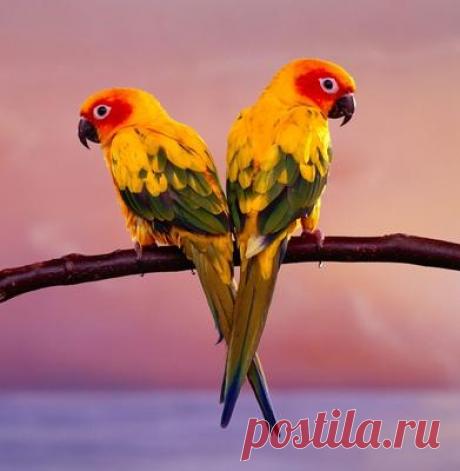 Схема вышивки крестом Попугаи на ветке :: Онлайн-мастерская вышивки easycross.ru