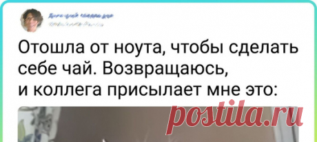 20+ животных, которые забыли, как полагается вести себя добропорядочному зверю