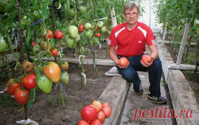 Выращивание помидор по Маслову. Увеличение урожая в 8 раз