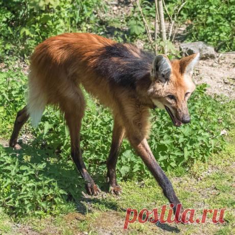 Гривистый волк: Лисе он не родственник, хотя в их облике находят сходство
Сходство, скажем сразу, относительное: рыжий цвет и вроде мордой друг в друга вышли. Однако, они вовсе не родственники.  

А корни гривистого волка нужно искать у древних псовых, что жили на территории Южной Америки во время плейстоцена. Завершился период задолго до нашей эры, не дотянув до нее каких-то 11,8 тысячи лет.