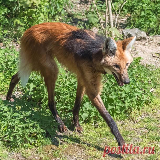 Гривистый волк: Лисе он не родственник, хотя в их облике находят сходство
Сходство, скажем сразу, относительное: рыжий цвет и вроде мордой друг в друга вышли. Однако, они вовсе не родственники.  

А корни гривистого волка нужно искать у древних псовых, что жили на территории Южной Америки во время плейстоцена. Завершился период задолго до нашей эры, не дотянув до нее каких-то 11,8 тысячи лет.
