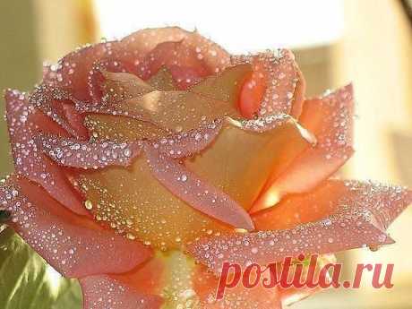 ᴼᴿᴵᴳᴵᴺᴬᴸ   SМАЙЛИКИ   (ړײ)