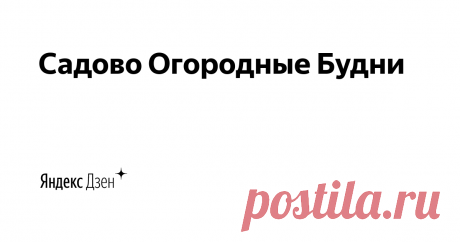 Садово-Огородные Будни | Яндекс Дзен Меня зовут Светлана у меня муж двое взрослых детей и четверо внуков которые живут собственной жизнью!!! Однажды я попала в депрессию и мой племянник предложил открыть канал! Канал где я могу делиться своими знаниями по уходу и выращиванию овощных и садовых культур.Заготовки на зиму.Приготовление разных блюд! Я буду очень рада общению с вами и надеюсь принесу вам пользу)))