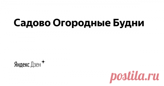 Садово-Огородные Будни | Яндекс Дзен Меня зовут Светлана у меня муж двое взрослых детей и четверо внуков которые живут собственной жизнью!!! Однажды я попала в депрессию и мой племянник предложил открыть канал! Канал где я могу делиться своими знаниями по уходу и выращиванию овощных и садовых культур.Заготовки на зиму.Приготовление разных блюд! Я буду очень рада общению с вами и надеюсь принесу вам пользу)))