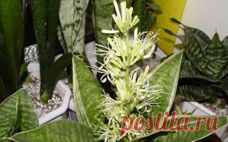 Сансевьера