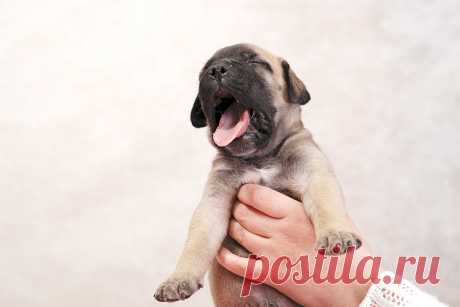 Не хочу я пееееть!!!! Я пиииить просил!!!