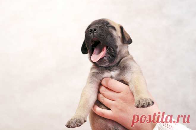 Не хочу я пееееть!!!! Я пиииить просил!!!