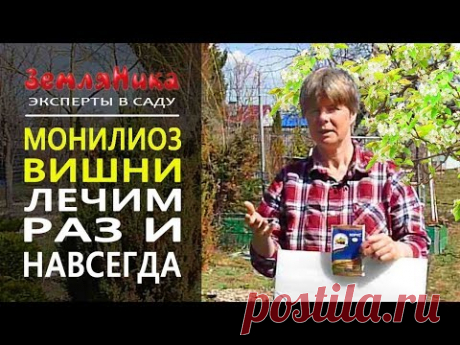 лечение монилиоза косточковых