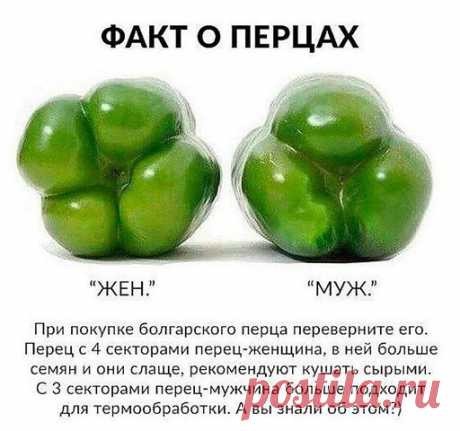 Факты о перцах - Садоводка