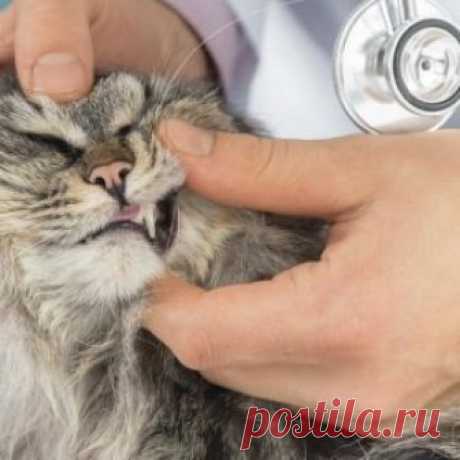 Зубной камень у кошек: удаление в домашних условиях, ультразвуковая чистка зубов