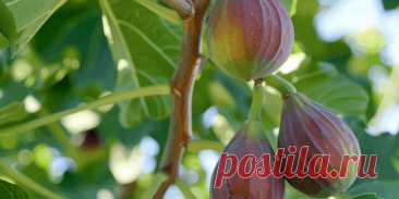 Посадка инжира в открытый грунт