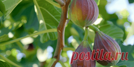 Посадка инжира в открытый грунт