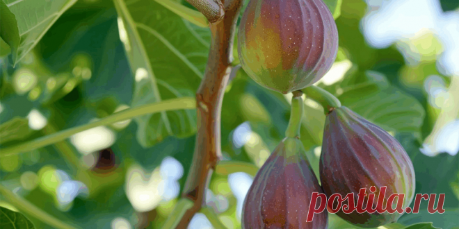 Посадка инжира в открытый грунт