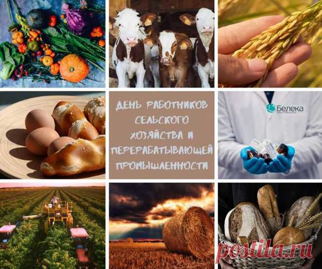 Дорогие наши сотрудники сельского хозяйства и перерабатывающей промышленности, поздравляем вас с вашим профессиональным праздником!