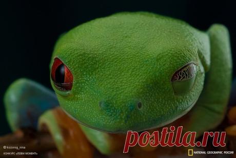 «Улыбка квакши» Красноглазая квакша подмигивает автору фото – Ирине Козорог.