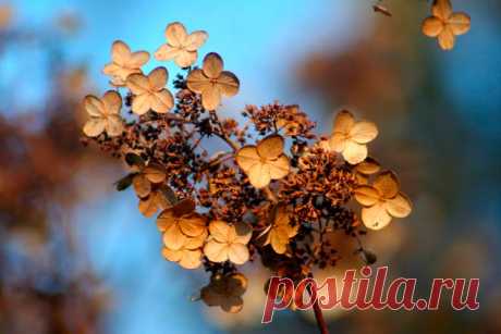 Правила ухода за гортензией в осенний период