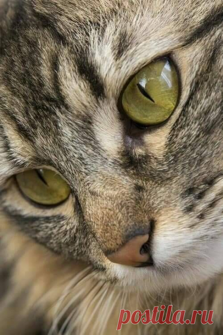 (6) Pinterest