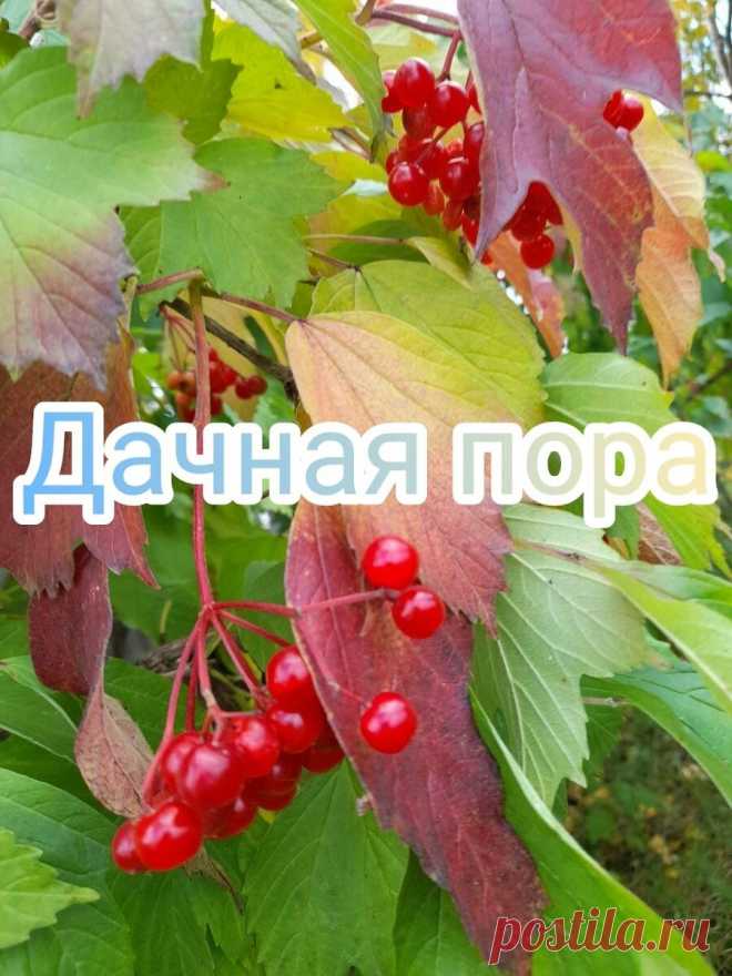 Дачная пора | Истории от бабушки Павлины | Дзен