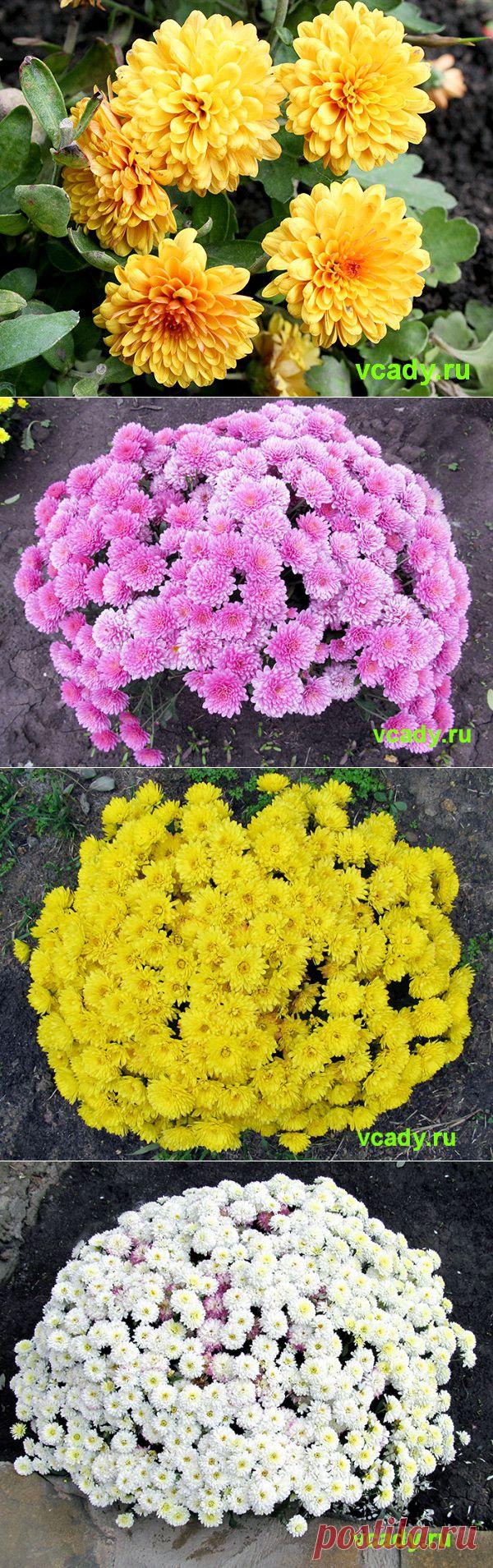 Хризантемы корейские (дубки)