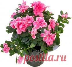 Азалия в домашних условиях » Селяночка - портал для фермеров, сельское хозяйство, животноводство, птицеводство, пчеловодство, земледелие, рыбоводство, грибоводство, форум фермеров