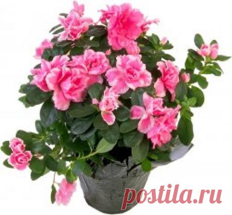 Азалия в домашних условиях » Селяночка - портал для фермеров, сельское хозяйство, животноводство, птицеводство, пчеловодство, земледелие, рыбоводство, грибоводство, форум фермеров