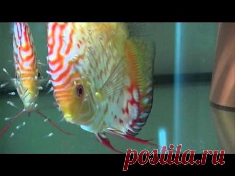 Мы используем эту еду для выращивания дискуса - YouTube