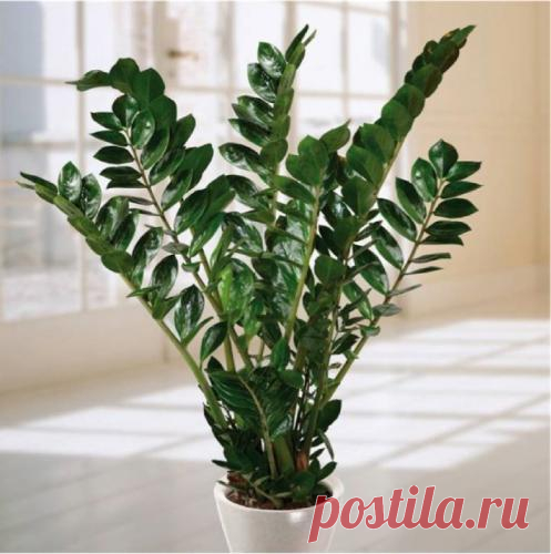 Комнатный цветок замиокулькас, болезни, лечение и профилактика