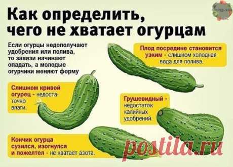 Google+