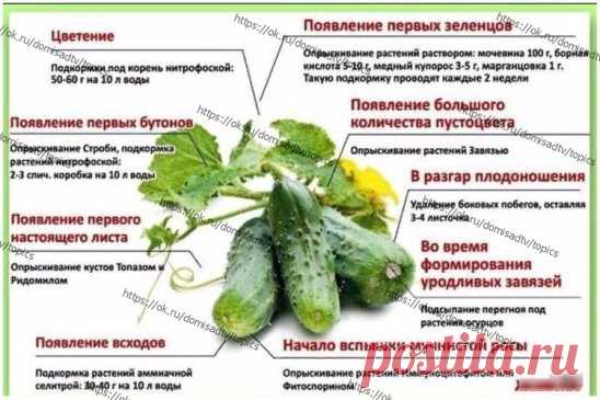 САД и ОГОРОД
     Все о росте огурцов.
 Шпаргалка для огородника