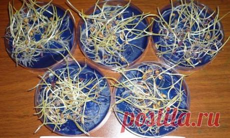 МОРКОВЬ СЕМЕНА , ПРОРАСТАНИЕ