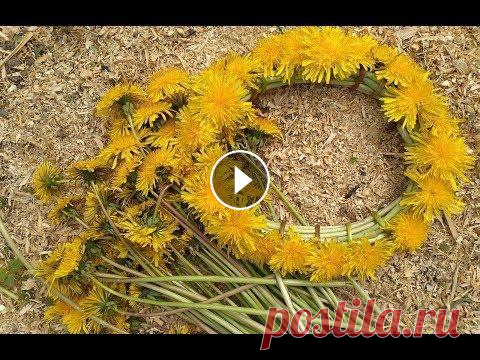 Как плести ВЕНОК ИЗ ОДУВАНЧИКОВ /Венок из цветов / Wreath of flowers Как плести ВЕНОК ИЗ ОДУВАНЧИКОВ /Венок из цветов / Wreath of flowers Помогите в развитии канала!!! Help in the development of the channel!!! Яндекс ко...