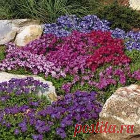 Amazon.com : Outsidepride Aubrieta Royal Ground Cover Flower Seed Mix - 5000 Seeds : Flowering Plants : Garden & Outdoor