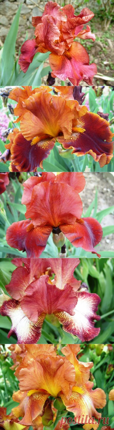 Красные ирисы. Сохраните любой пост с сайта 7dach.ru в Постиле и выиграйте призы от интернет-магазина Клуб Красоты. Чем больше постов - тем выше шансы. Розыгрыш состоится в понедельник, 30 января. В акции участвуют все посты, которые содержат этот текст или фото призов!