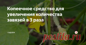 Копеечное средство для увеличения количества завязей в 3 раза Я его применяю для любых растений: огурцов, помидоров, картофеля, клубники...Работает на отлично!