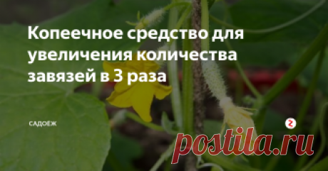 Копеечное средство для увеличения количества завязей в 3 раза Я его применяю для любых растений: огурцов, помидоров, картофеля, клубники...Работает на отлично!