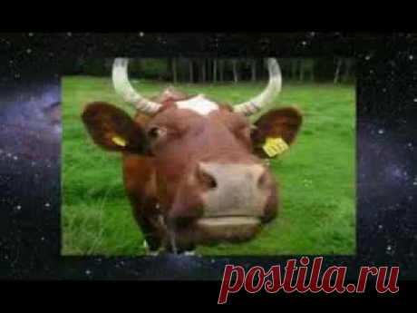 Корова - священное животное. Мистическая сила молока - Леонид Тугутов - YouTube