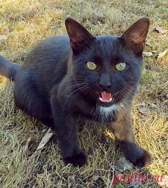 Кота-хулигана выселили из Ботанического сада МГУ в новый дом