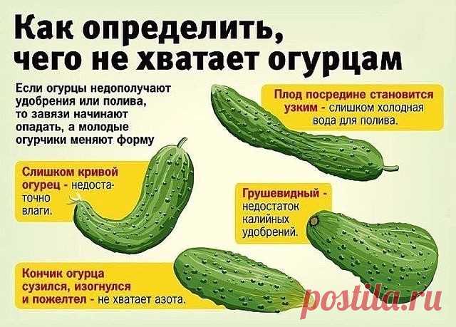 Сажаю огурцы по методу белорусской тётушки 

Прошлой весной мы ездили к родственникам в Белоруссию и привезли оттуда способ посадки огурцов в грунт, которым пользуется моя тетя, Вера Кирилловна, уже не один десяток лет. Для посадки она готовит следующие компоненты: перегной, древесную золу, кипяток и собственно семена. Инструмент, применяемый в этой операции, всем известен — это лопата. 

Копает небольшую грядку длиной 2 м и шириной 60–70 см. В ней делает лунки в шахматном...