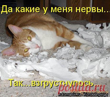 Новая коллекция котоматриц поднимет вам настроение и улыбнёт неоднократно!))