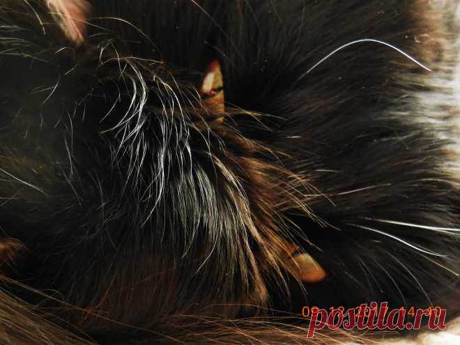 Янтарные глаза